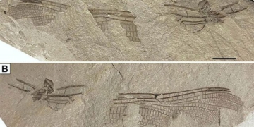 discovery of 200 million year old stone flowers similar to modern species in england 130683