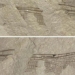 discovery of 200 million year old stone flowers similar to modern species in england 130683