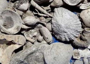 discovery of a 3 million year old treasure in a wastewater treatment plant 130789