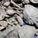discovery of a 3 million year old treasure in a wastewater treatment plant 130789