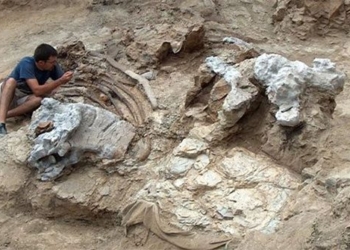 discovery of a mysterious organism is a basketball court 130185