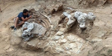 discovery of a mysterious organism is a basketball court 130185