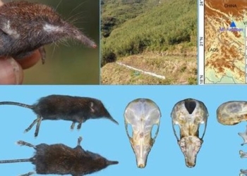 discovery of a new mouse species in hoang lien national park 129715