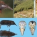 discovery of a new mouse species in hoang lien national park 129715