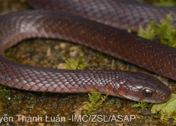 discovery of a new snake species on fansipan mountain 129816