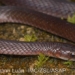 discovery of a new snake species on fansipan mountain 129816