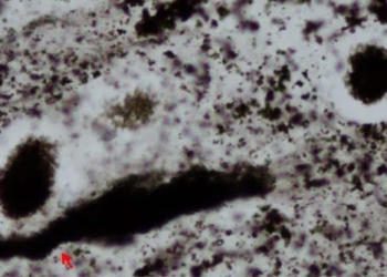 discovery of a shocking stone 2 4 billion year old organism 131072