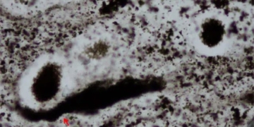 discovery of a shocking stone 2 4 billion year old organism 131072