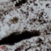 discovery of a shocking stone 2 4 billion year old organism 131072