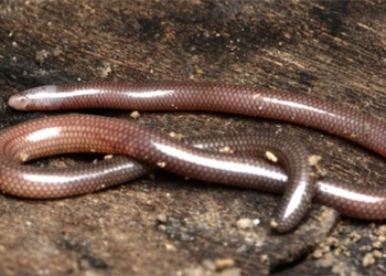 discovery of a toeless salamander in ninh thuan 131376