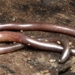 discovery of a toeless salamander in ninh thuan 131376