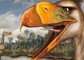 discovery of bird eating human sized meat in south america 130291
