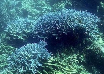 discovery of common coral species in migration to the mediterranean sea 130181