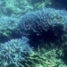 discovery of common coral species in migration to the mediterranean sea 130181