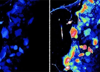 discovery of completely new sensory organs in humans 130762