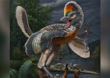 discovery of dragon like creature that could be t rex 129658