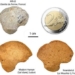 discovery of human remains may be related to another species in france 129375