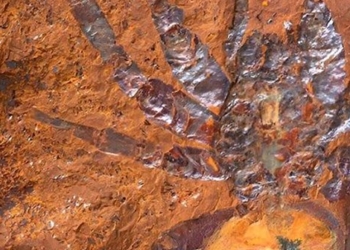 discovery of large snake tracks in australia 130078