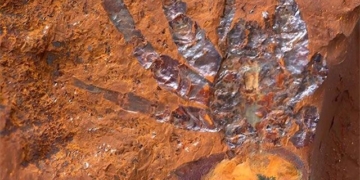 discovery of large snake tracks in australia 130078