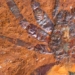 discovery of large snake tracks in australia 130078