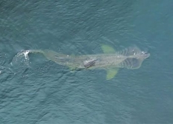 discovery of monster shaped eel off burghead coast 130091
