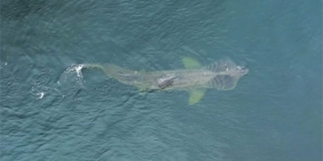 discovery of monster shaped eel off burghead coast 130091