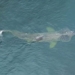 discovery of monster shaped eel off burghead coast 130091