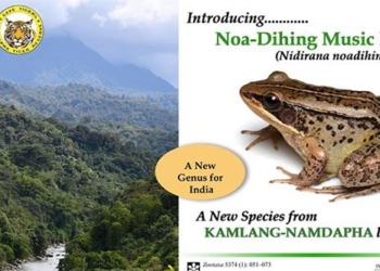 discovery of new frog species that croaks quack like a duck 131502