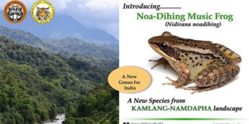 discovery of new frog species that croaks quack like a duck 131502