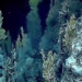 discovery of new virus in napoli the last place in the world 129941