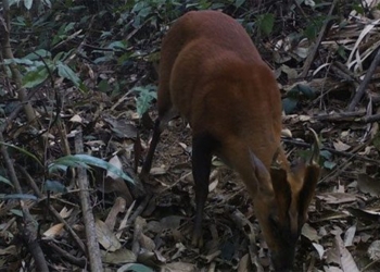 discovery of rare endangered species in pu hu nature reserve thanh hoa 130367