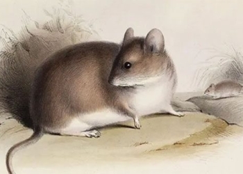 discovery of the only mouse species living at an altitude of 600 700m where no vegetation can survive due to severity 131227