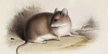 discovery of the only mouse species living at an altitude of 600 700m where no vegetation can survive due to severity 131227