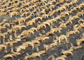 discovery of thousands of taxidermied animals in an ancient egyptian tomb 129671