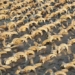 discovery of thousands of taxidermied animals in an ancient egyptian tomb 129671