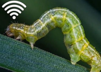discovery of toxic snake finally has wi fi to connect from afar 131220