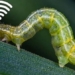 discovery of toxic snake finally has wi fi to connect from afar 131220