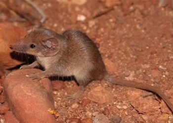 discovery of two species of possums with the smallest size in australia 129364