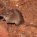 discovery of two species of possums with the smallest size in australia 129364