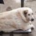 dog does not lose weight near 100kg in russia 130832