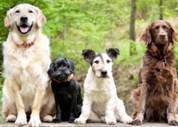 dog shape prediction after 10 000 years 131215
