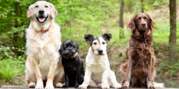 dog shape prediction after 10 000 years 131215