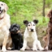 dog shape prediction after 10 000 years 131215