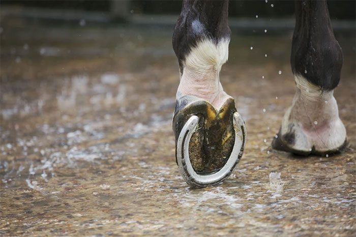 Iron horseshoes enhance the contact surface area of the horse with the ground