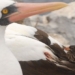 dragon bird evolution to survive in a harsh environment 110732