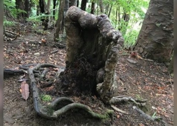 dragon tree in the dense forest new zealand 130799