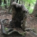 dragon tree in the dense forest new zealand 130799