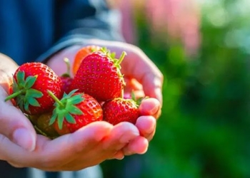 drink another cup of juice from these 5 fruits and vegetables every day to reduce 70 risk of cancer 131204