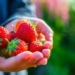 drink another cup of juice from these 5 fruits and vegetables every day to reduce 70 risk of cancer 131204