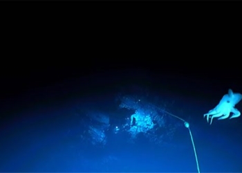 dumbo sea turtle video dangerous encounter under the ocean 130002